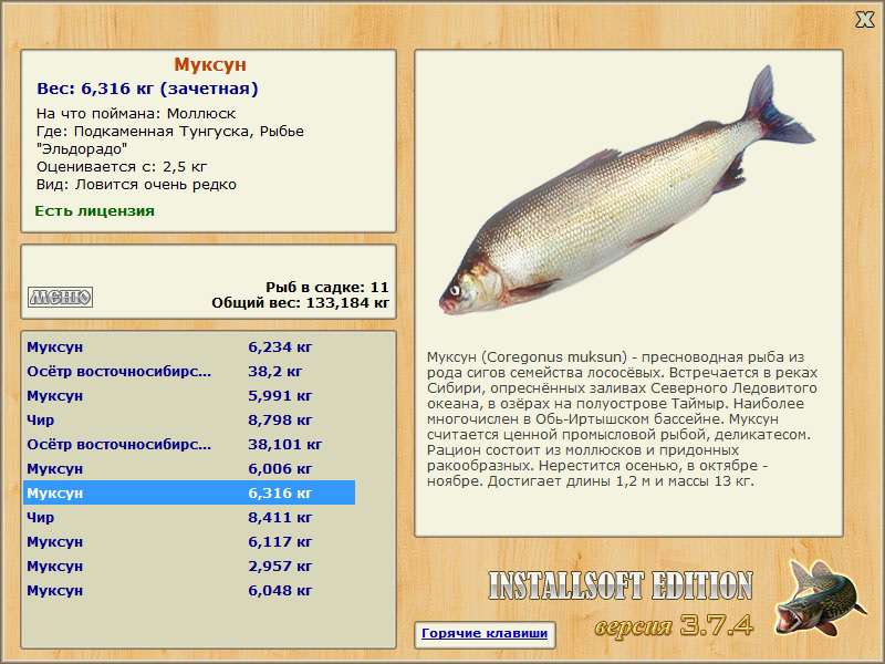 Рыба чир или щокур: описание, обитание, питание, нерест, ловля и выращивание