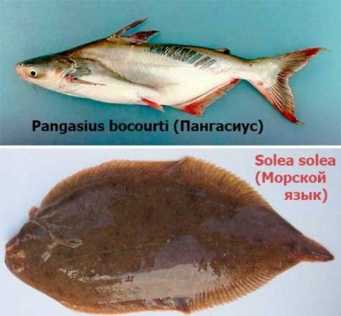 Морской язык: что это за рыба, как выглядит, рецепты, польза и вред