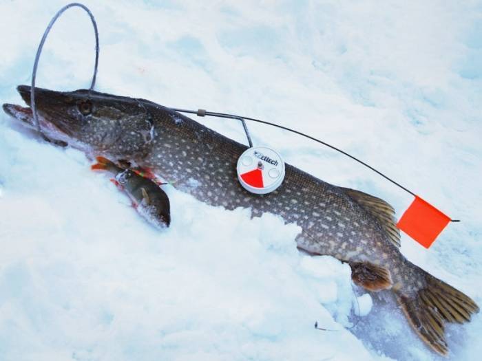Лучшие жерлицы для зимней рыбалки на 2021 год с достоинствами и недостатками.