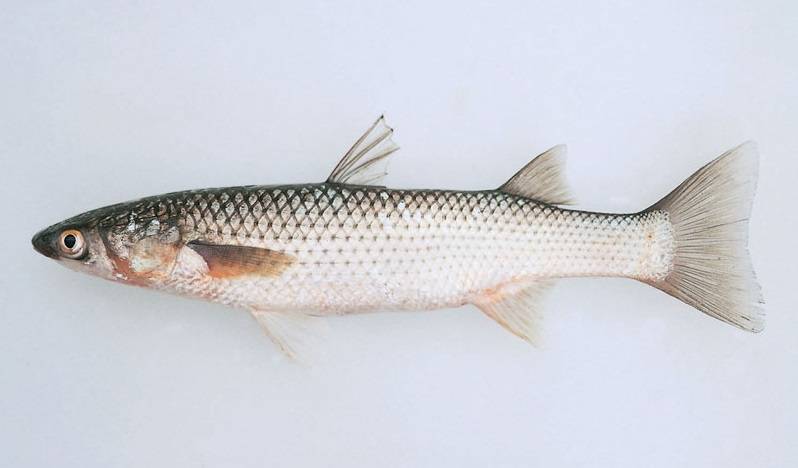 Кефаль: фото рыбы, описание, чем полезна, ловля кефали, места обитания, как приготовить