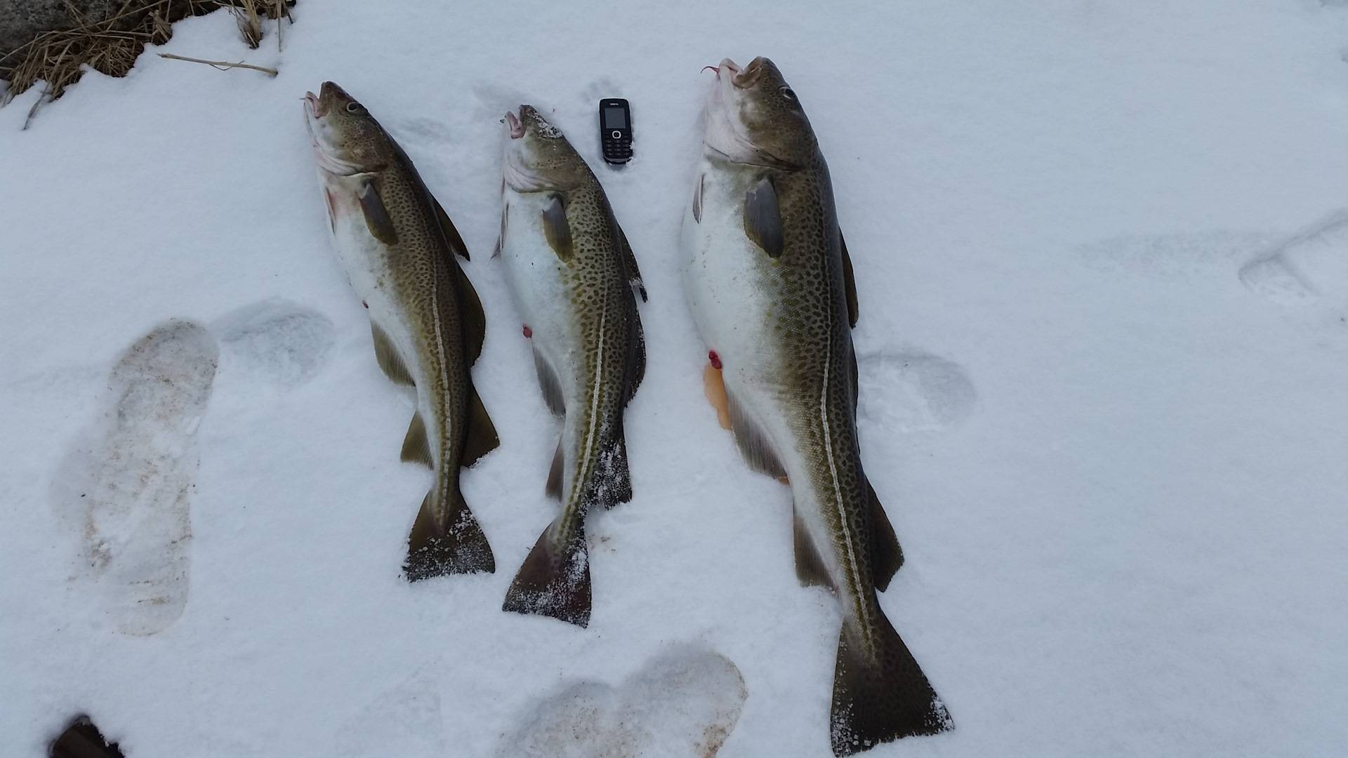 Рыбалка на ладожском озере – виды рыб, уловистые места, лучшие снасти – ribalim.com