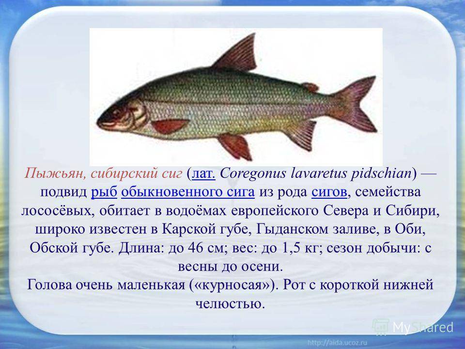 Рыба сиг: описание, места обитания, образ жизни, способы ловли, нерест и гастрономическая ценность