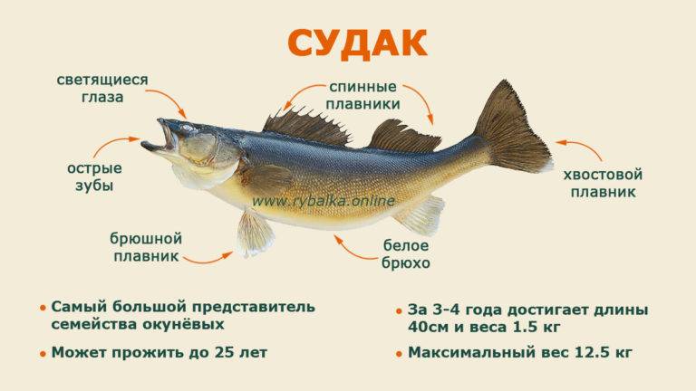 Рыба лобань: как и где ловить, вкусные рецепты, польза и вред