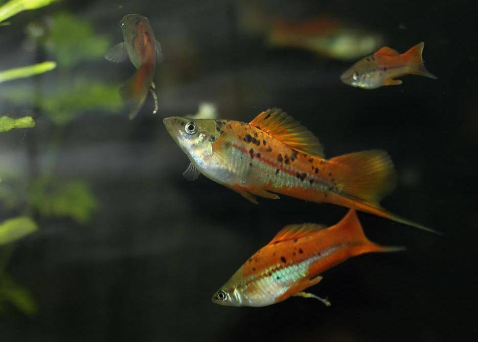 Меченосцы (аквариумные рыбки): содержание, уход, размножение :: syl.ru