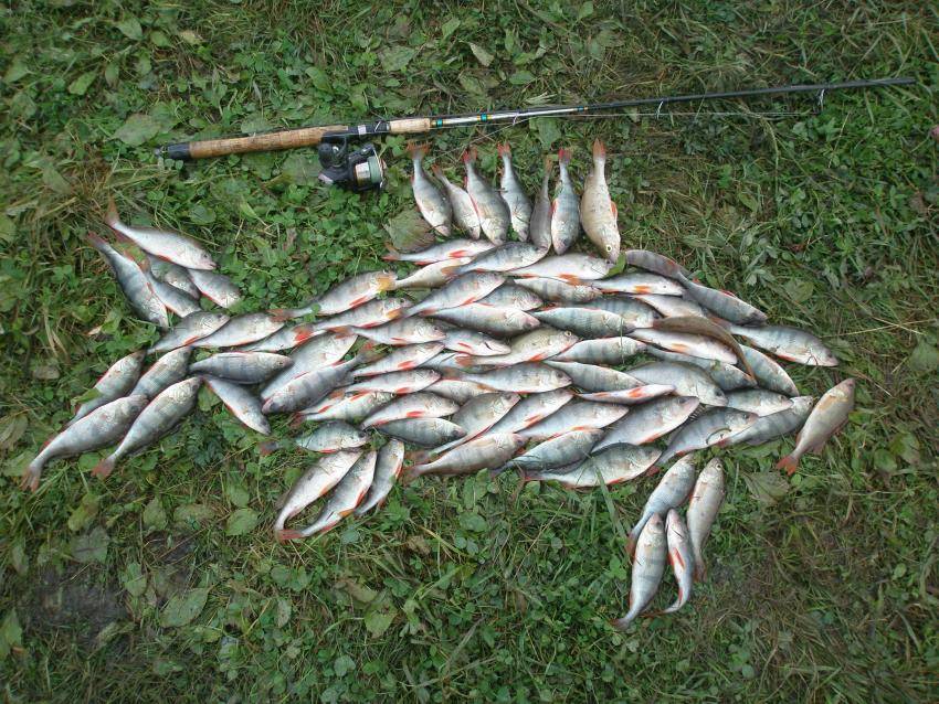 Рыбалка в мордовии | карта рыболовных мест