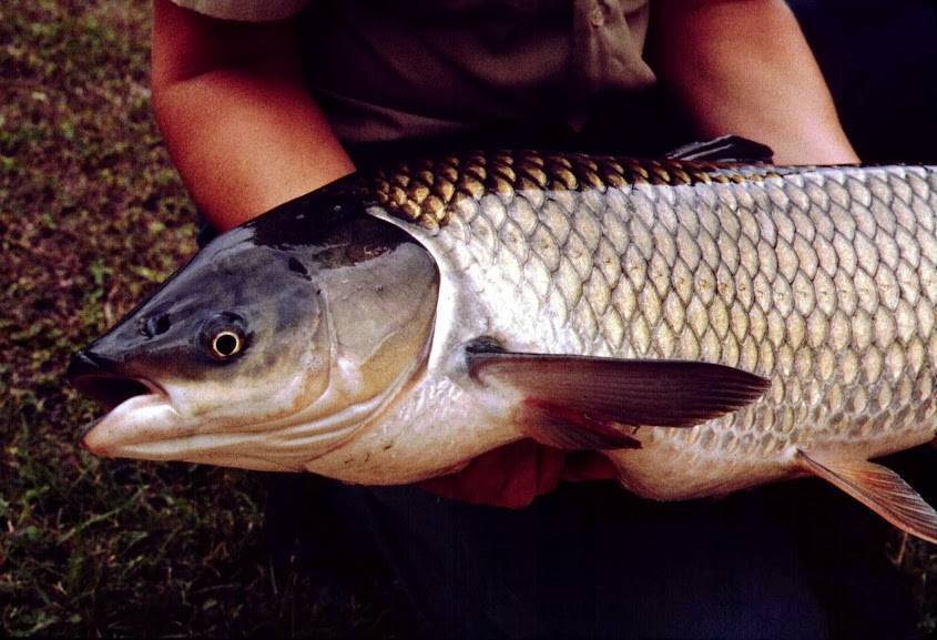 Рыба белый амур: польза и вред для организма