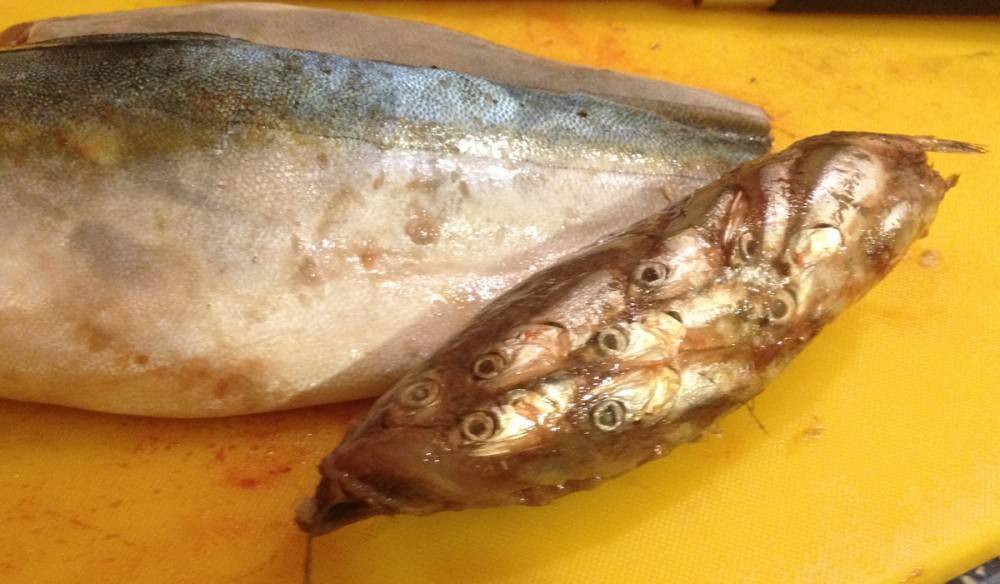 Невероятная польза от желтохвостой рыбы лакедры. что за рыба лакедра? как приготовить лакедру