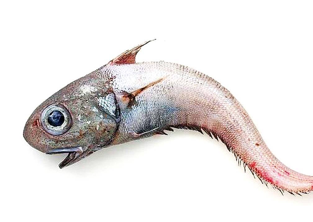 Как приготовить рыбу хоки? польза и вред рыбы хоки, ее калорийность и витаминный состав