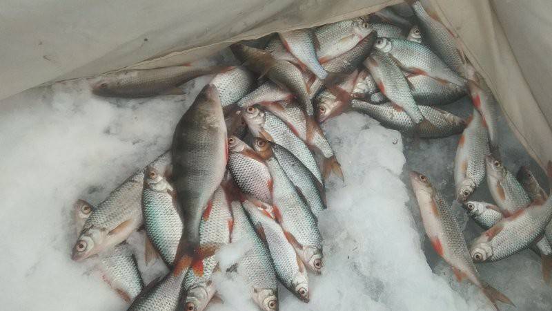 Рыбалка на истринском водохранилище - видео зимней рыбалки и рыболовные базы