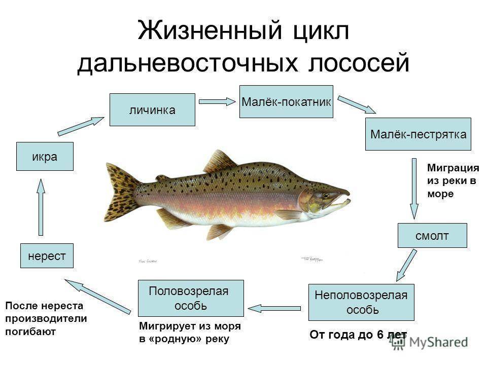 Рыба простипома — где водится, жизненный цикл, рецепты, полезные свойства