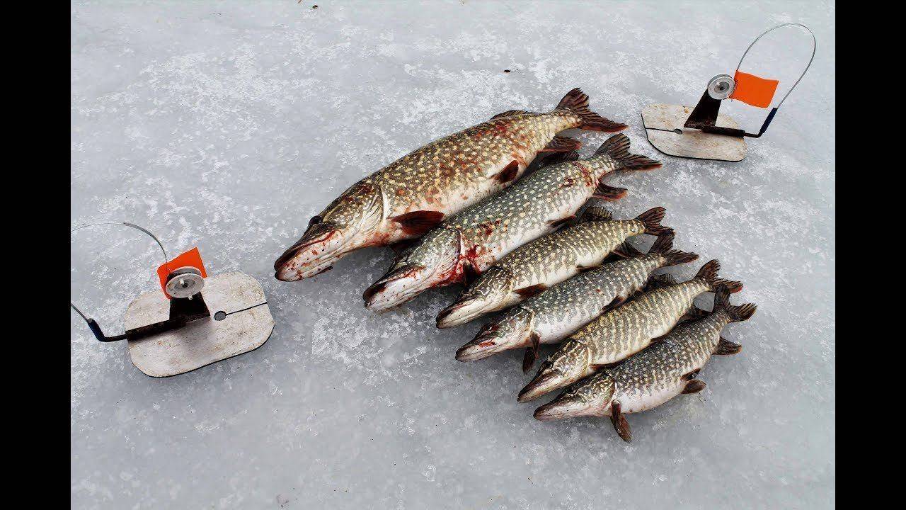 Флажки для зимней рыбалки: выбор снастей, описание, как работают и какие лучше. виды, конструкции, способы ловли щуки, окуня и карася