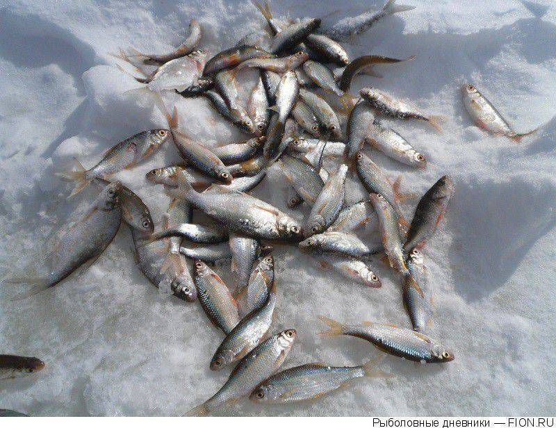 Где лучше рыбачить в свердловской области зимой?