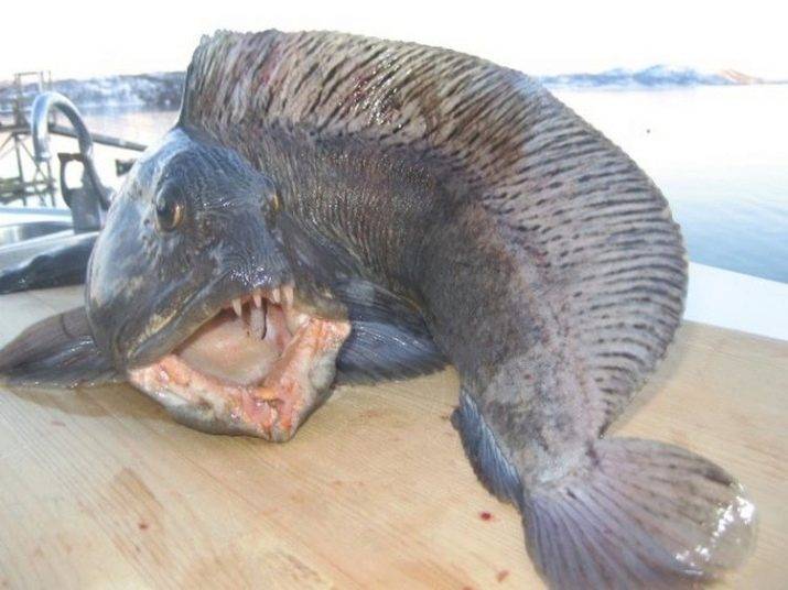 Зубатка – польза и вред, способы приготовления рыбы