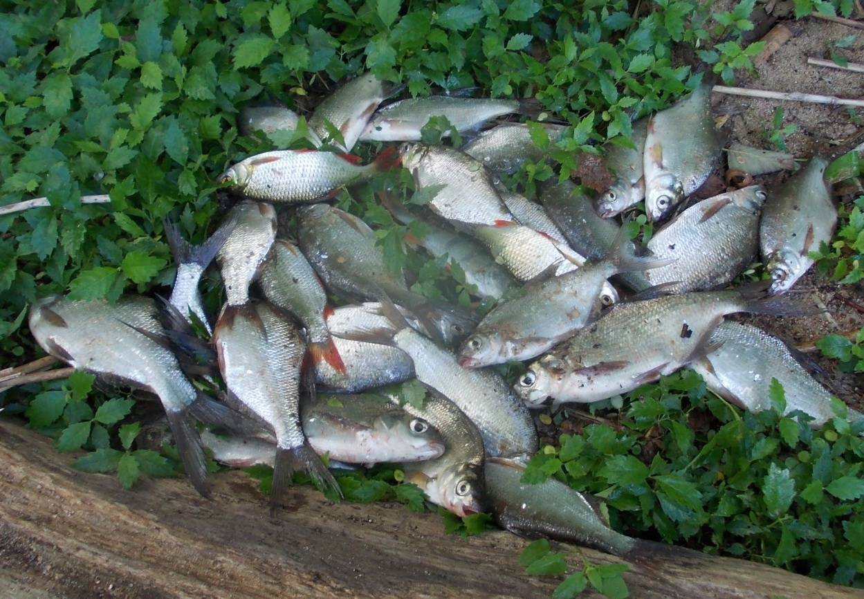 Рыбалка в октябре: какую рыбу ловят и какими снастями