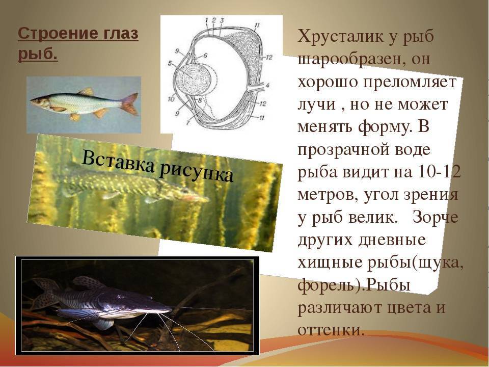 Урок 12: круглоротые и рыбы - 100urokov.ru