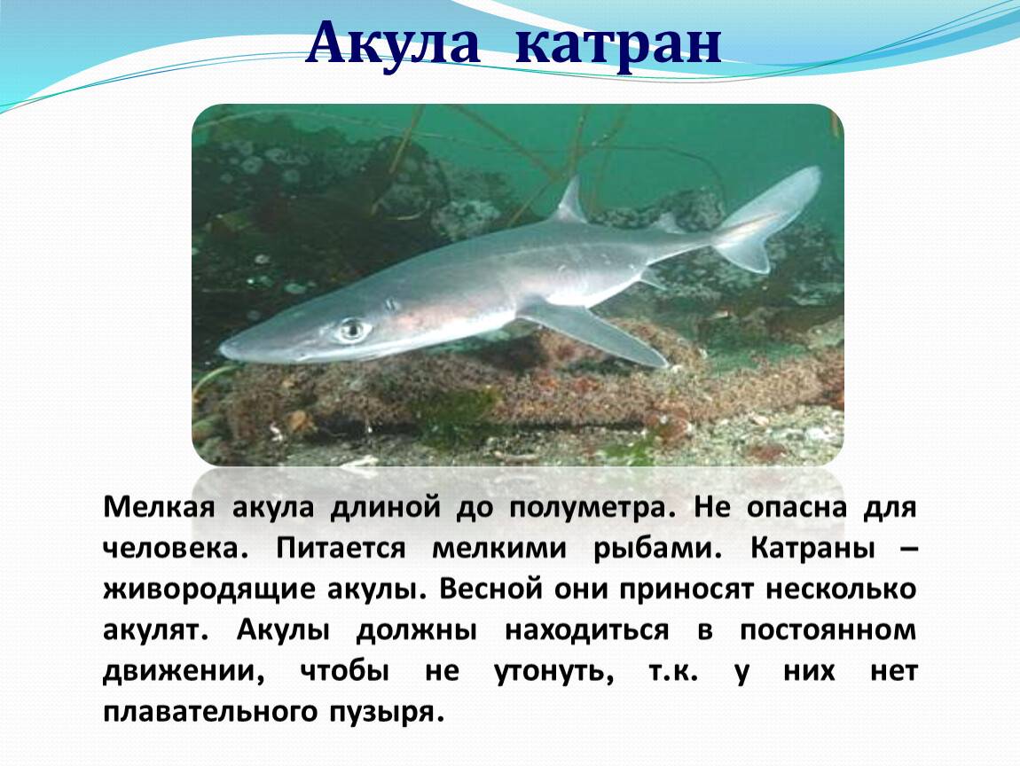 Катран, или черноморская акула: описание и распространение рыбы