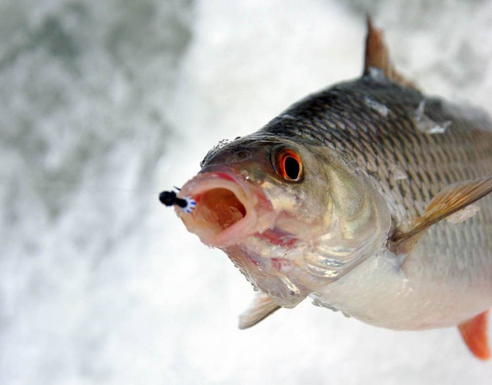 Чебак: что за рыба, фото и описание, как ловить