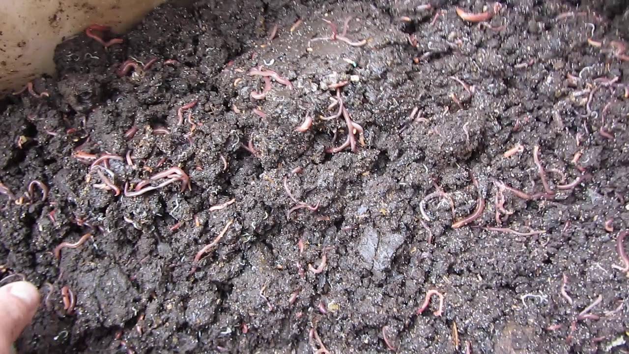 Дождевые черви:разведение на участке для улучшения почвы