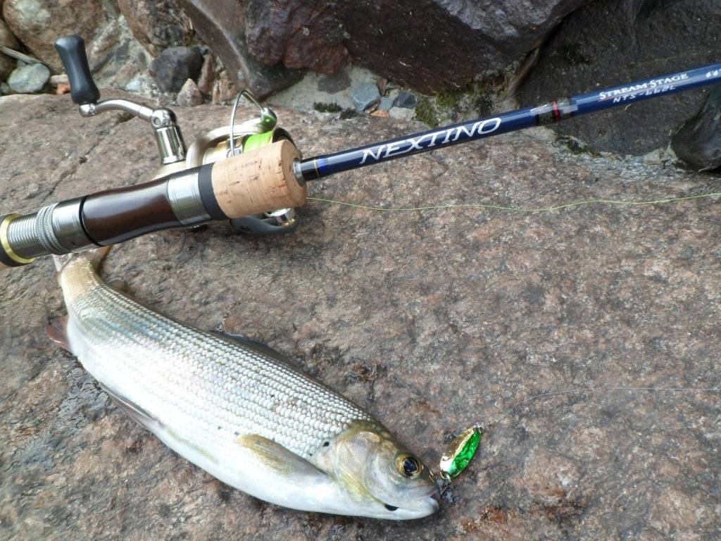 Ловля нельмы на спиннинг видео — ловись рыбка
