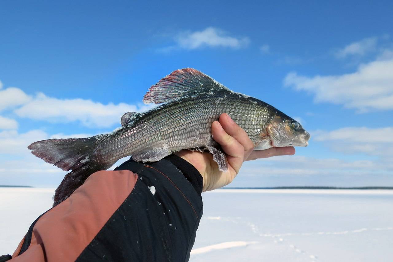 Летняя и зимняя рыбалка на байкале, где лучшие места?