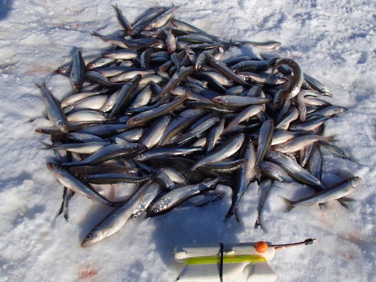 Рыбалка на финском заливе (на дамбе): отчет :: syl.ru