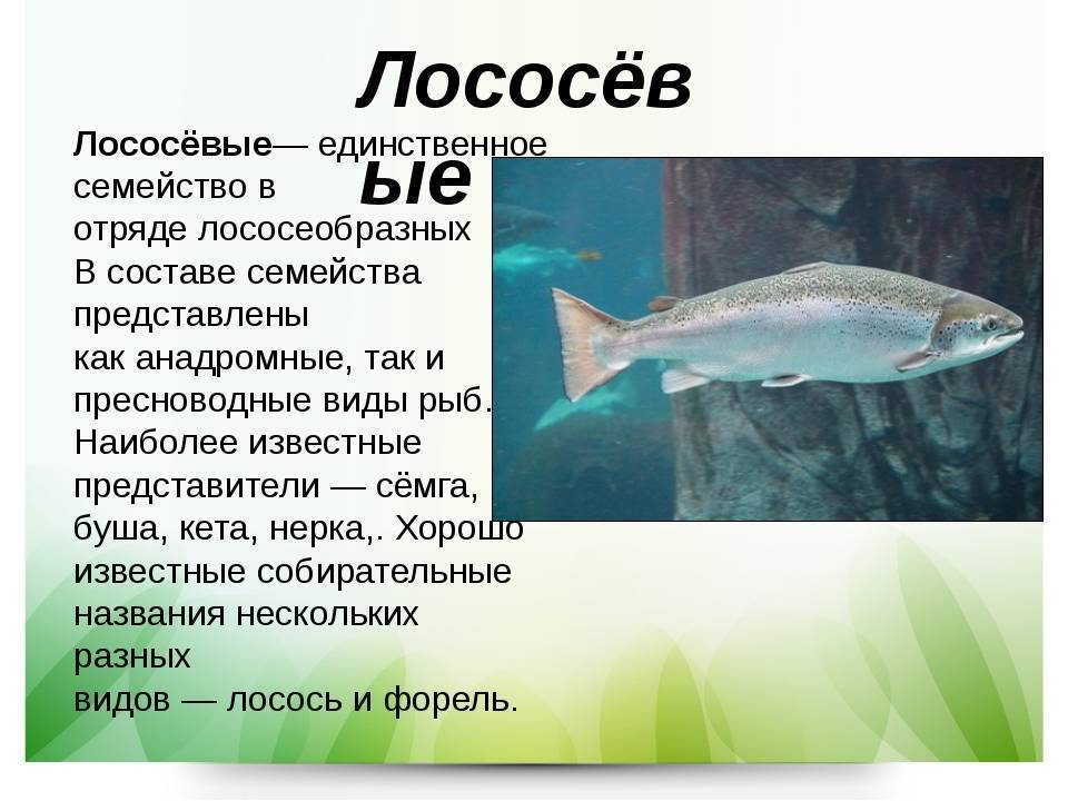 Самая дорогая красная рыба в россии и мире? цена, фото и описание