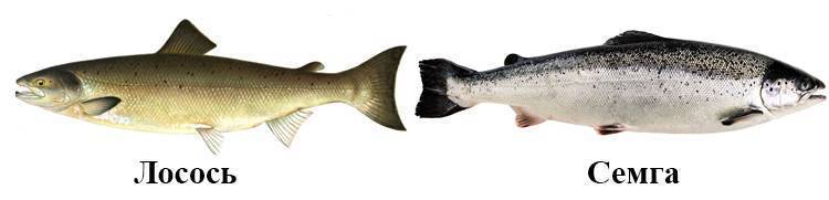 ???? в чем отличие лосося и семги: какая рыба вкуснее и полезнее