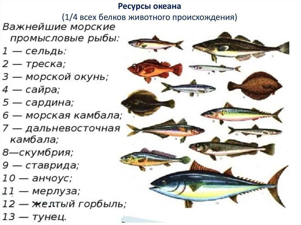 Рыба семейства вьюновых: виды, описание, сред обитания, промысел