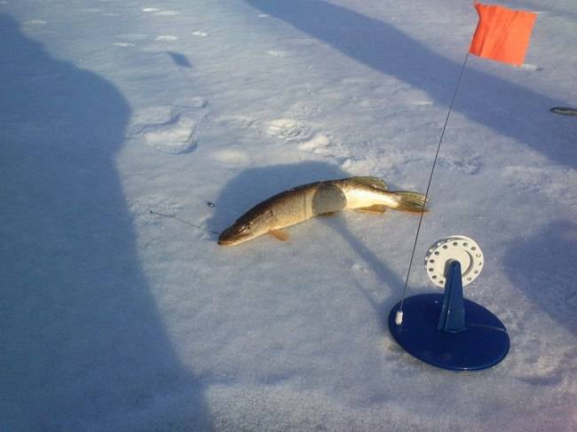Ловля щуки зимой на жерлицы: техника и тактика ловли - рыбачок!