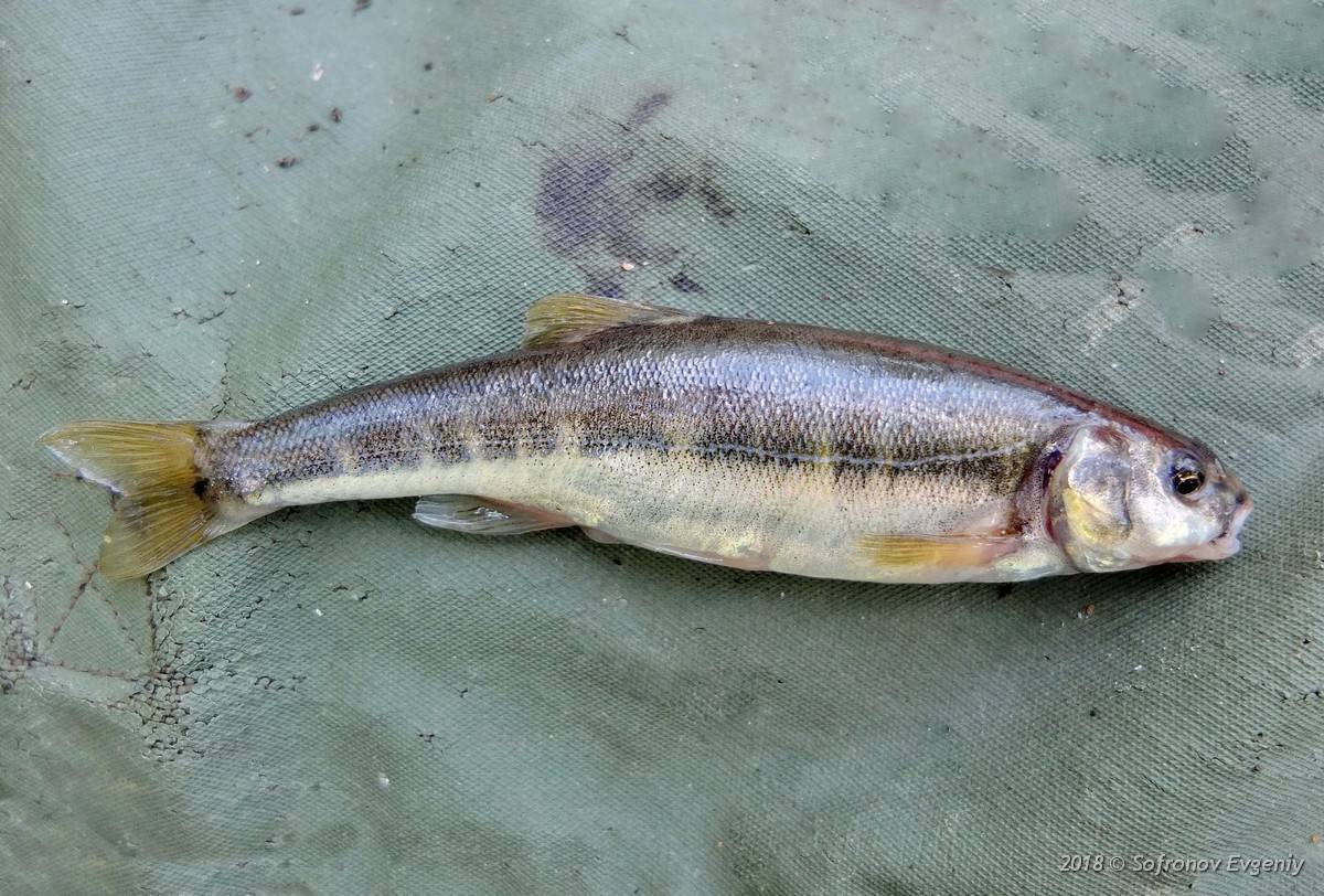 Гольян рыба. образ жизни и среда обитания рыбы гольян - jurnalodache