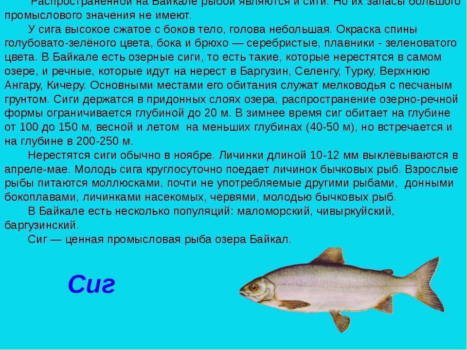 Байкальский омуль - фото, описание, сезоны размножения и рыбалки, советы по приготовлению