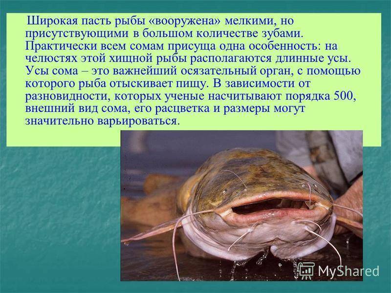 Калуга (рыба): описание, фото