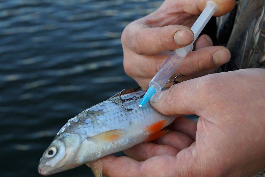 Рыбалка на оке: 50 лучших мест, сезоны, виды рыб, подробно
