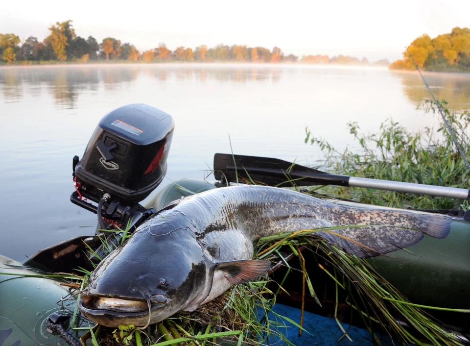 Рыбалка в витебской области: клев рыбы, популярные реки и озёра, места для платной рыбалки