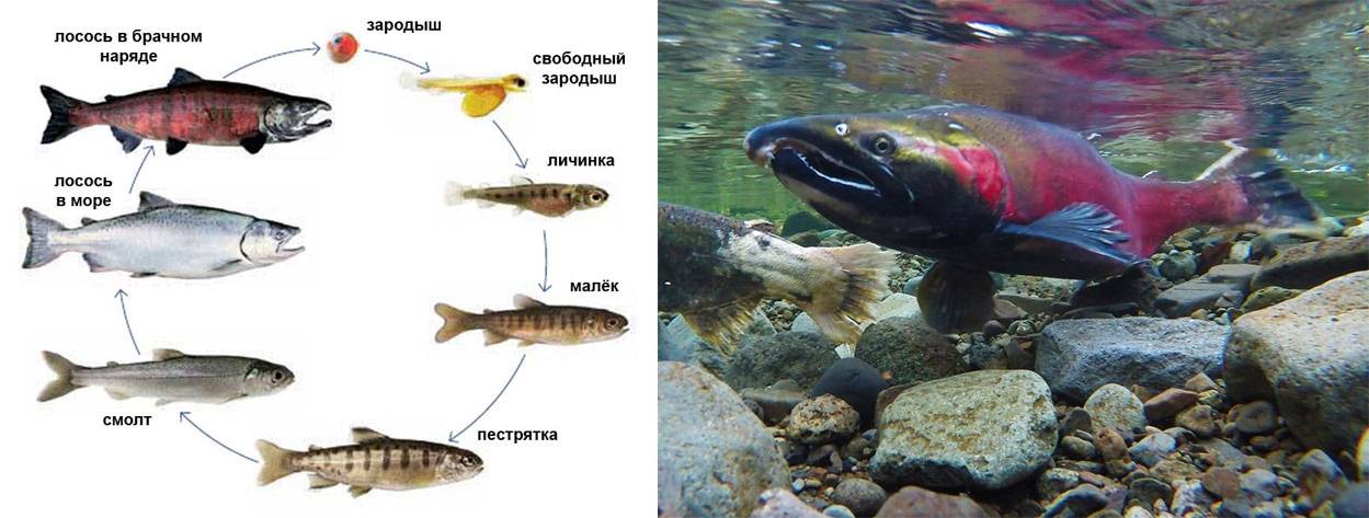 Рыба форель (115 фото): интересные факты, где живет, нерест, как поймать, как отличить