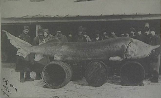 Белуга: фото и описание рыбы, где водится в россии, как выглядит, размеры и вес, сколько живёт, цвет мяса, разведение, как готовить