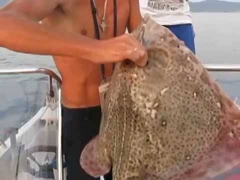 Черноморский скат-хвостокол (морской кот)
