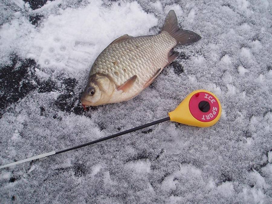 Ловля карпа зимой | все секреты рыбалки на карпа со льда