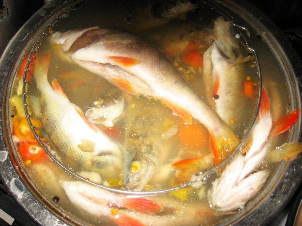 Вкусная классическая уха из рыбы: рецепты из ерша, карпа, окуня, головы и хвоста, красной рыбы