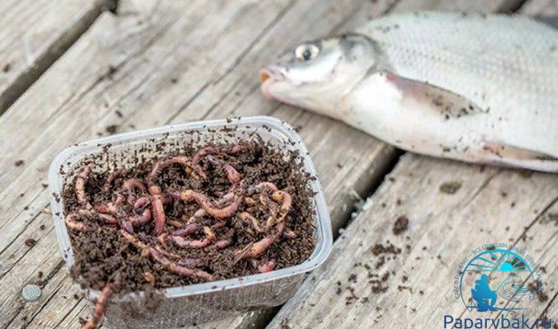 Как сохранить червей для рыбалки