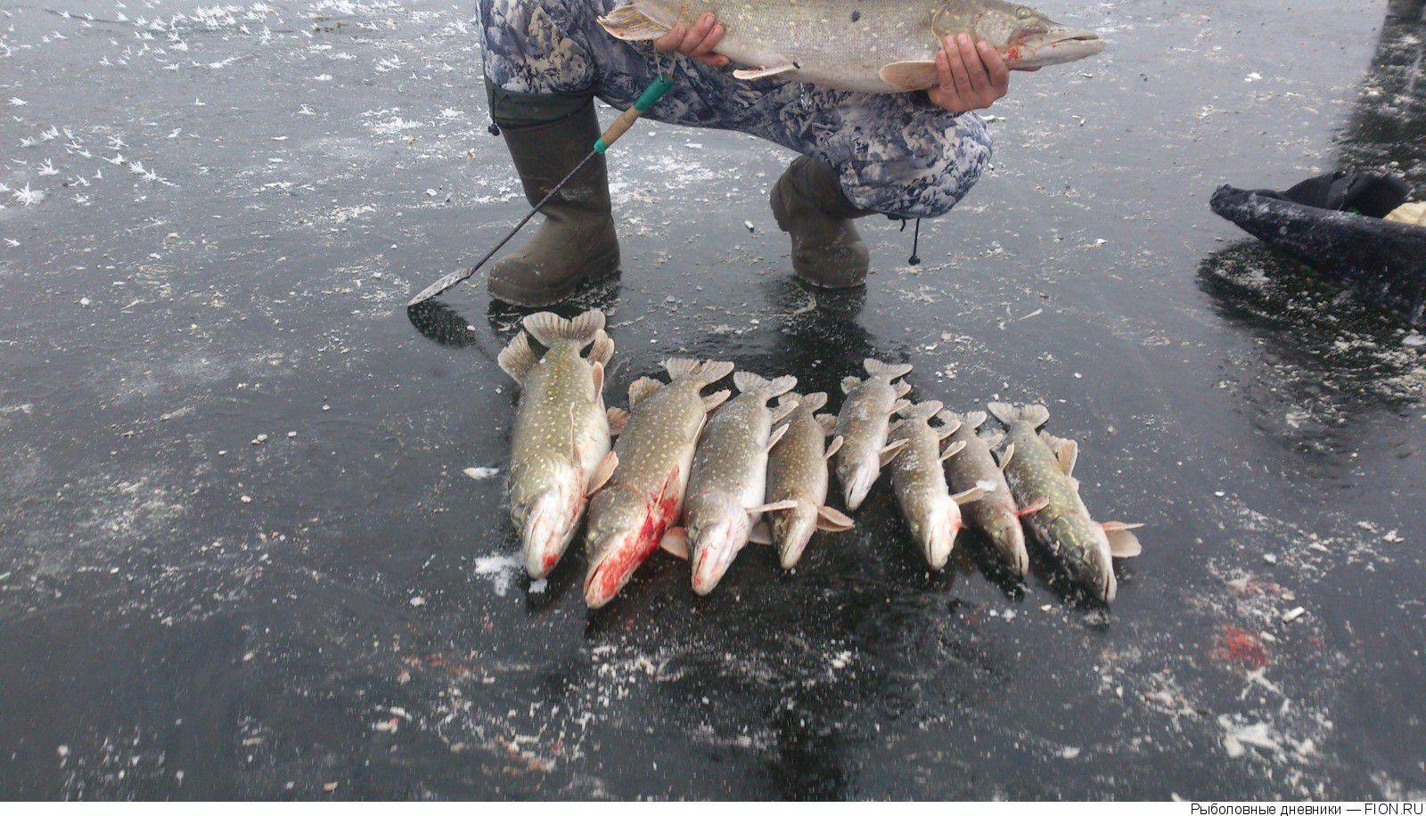 Клинский рыбхоз - описание водоемов, правила ловли, как проехать, отзывы рыбаков