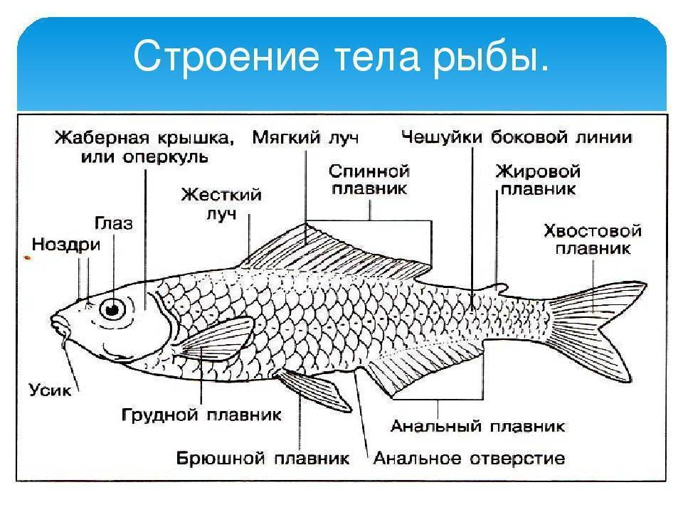 Что мы знаем о рыбах: строение и особенности