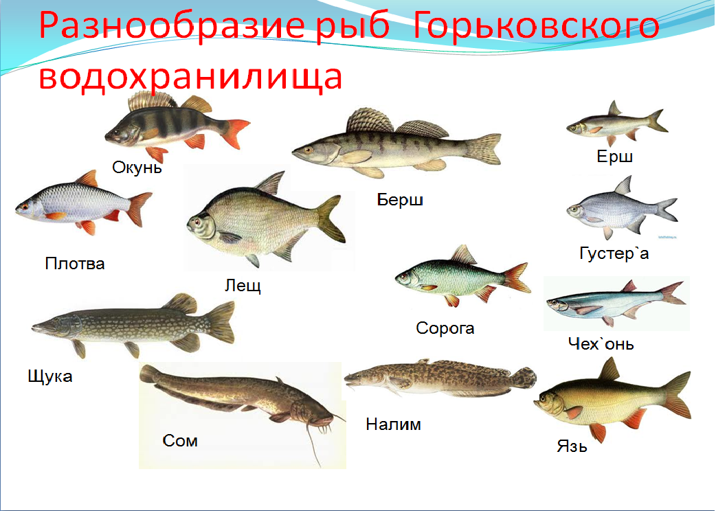 ✅ морская белая рыба без костей. самая полезная рыба для взрослых и детей - sundaria.su