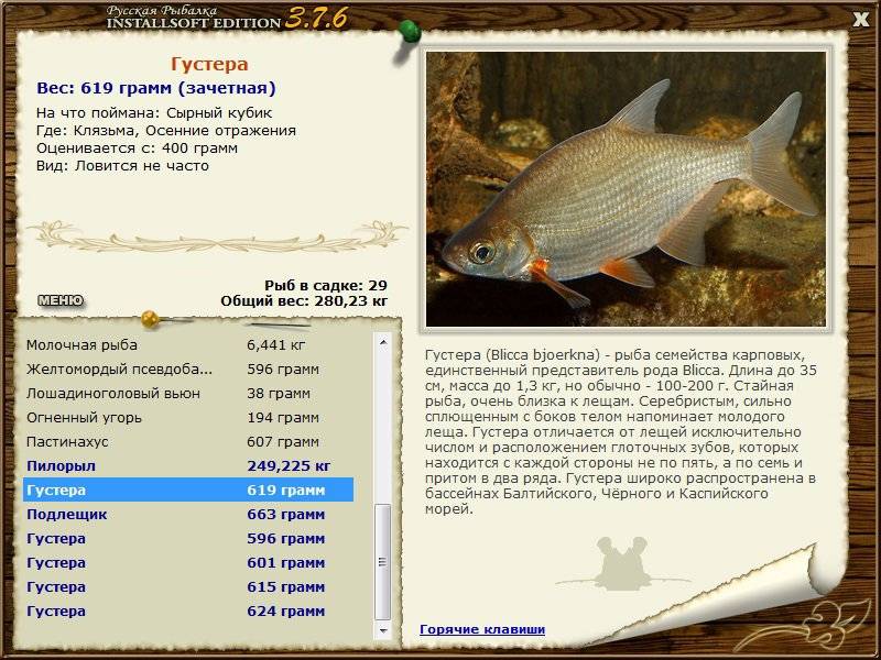 Сопа рыба, описание, места обитания и ловли, особенности нереста