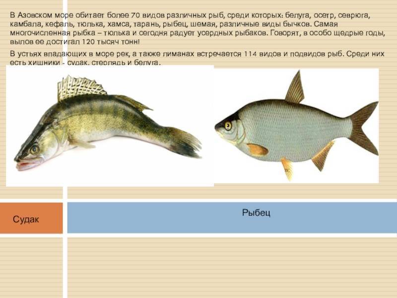 Как выглядит и где водится рыба шамайка? – суперулов – интернет-портал о рыбалке