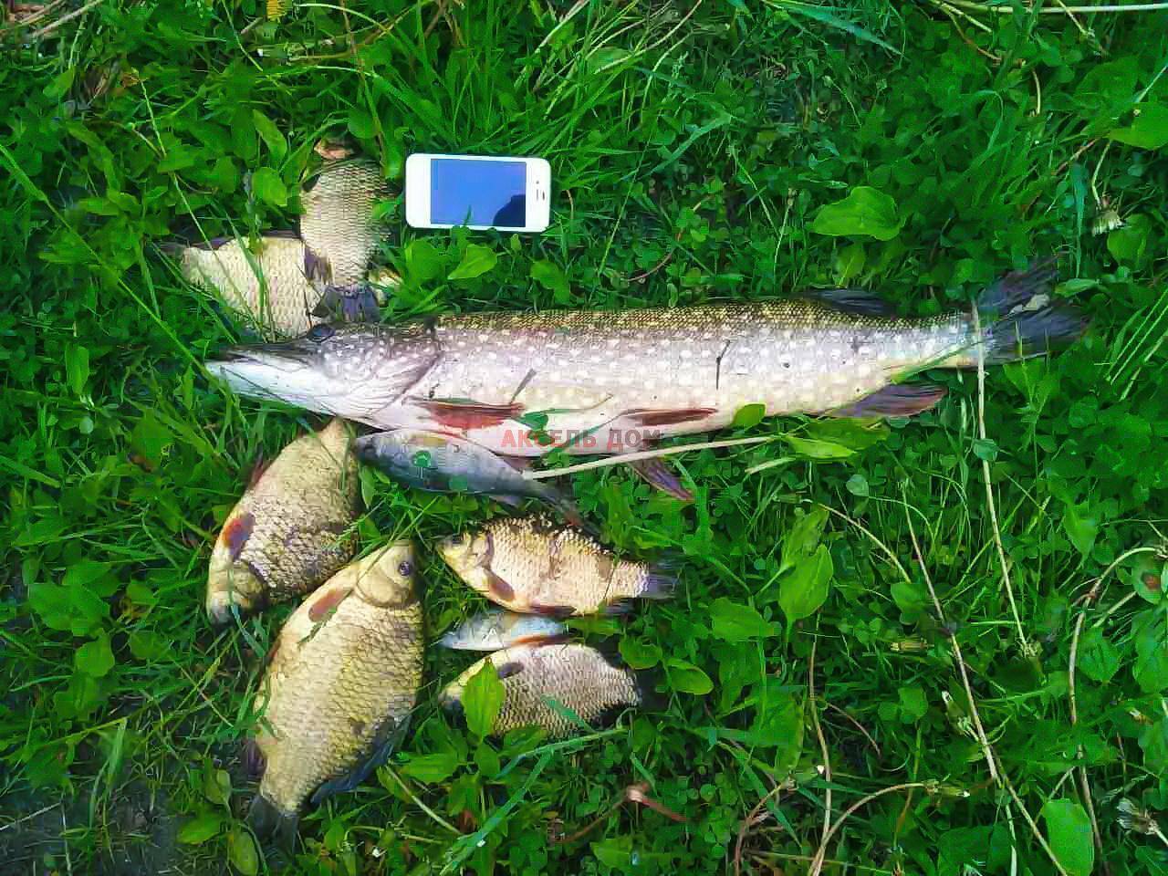 Firstfisher.ru – интернет-журнал о рыбалке и рыболовах. рыбалка во владимирской области