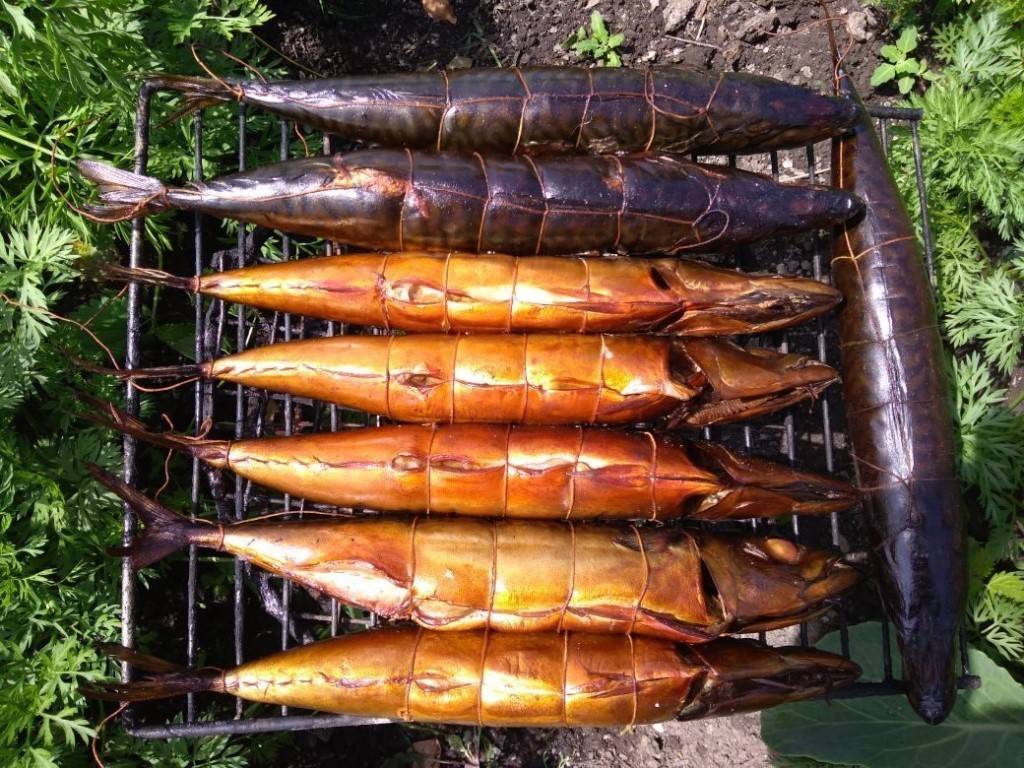 Щука горячего и холодного копчения: выбор и подготовка рыбы, рецепт приготовления