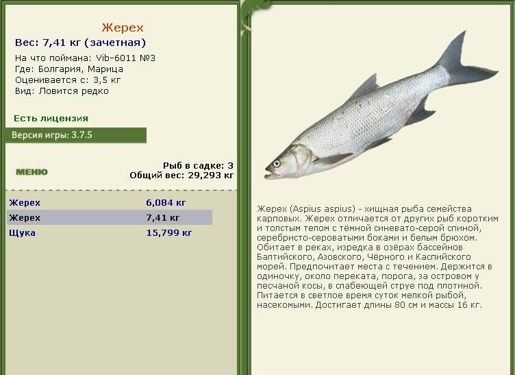 Белая рыба: виды, названия с фото, особенности и полезные свойства :: syl.ru