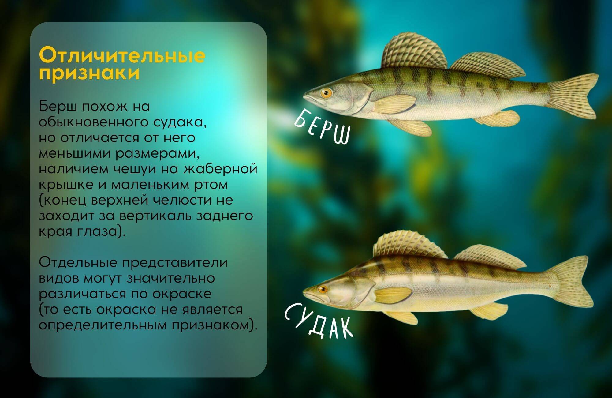 Рыба судак фото и описание