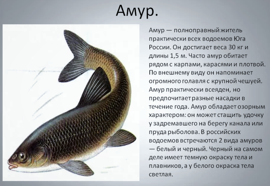 Рыба белый амур: где водится, чем питается, когда нерестится